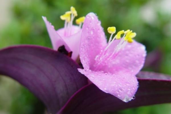 紫鸭跖草怎么养殖,冬季要让盆土保持干燥