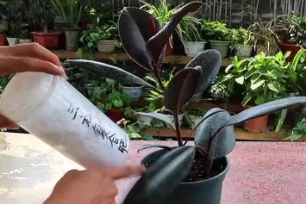 怎么养殖橡皮树，除夏季以外其它季节均可放在光照充足的位置