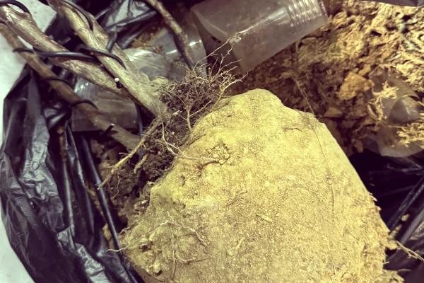 怎么养殖橡皮树，除夏季以外其它季节均可放在光照充足的位置