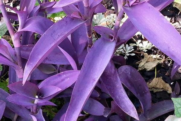 紫鸭跖草怎么养殖,冬季要让盆土保持干燥