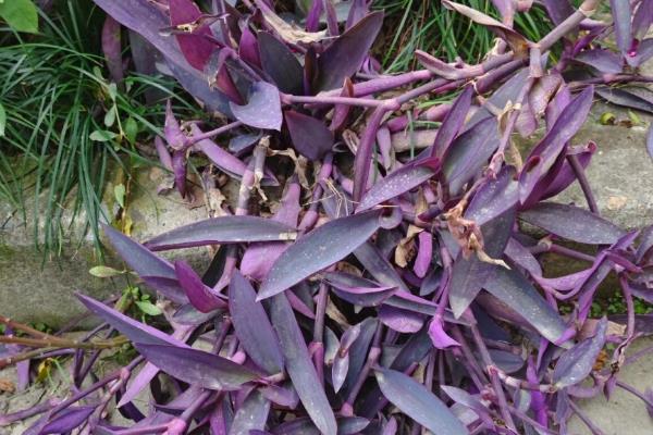 紫鸭跖草怎么养殖,冬季要让盆土保持干燥