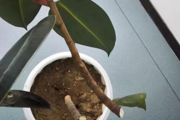 怎么养殖橡皮树，除夏季以外其它季节均可放在光照充足的位置