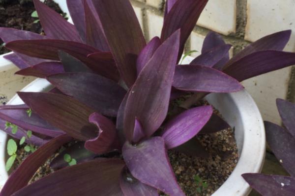 紫鸭跖草怎么养殖,冬季要让盆土保持干燥