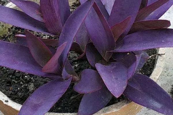 紫鸭跖草怎么养殖,冬季要让盆土保持干燥