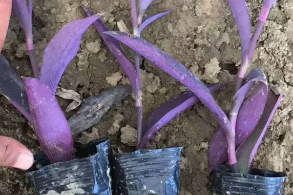 紫鸭跖草怎么养殖,冬季要让盆土保持干燥