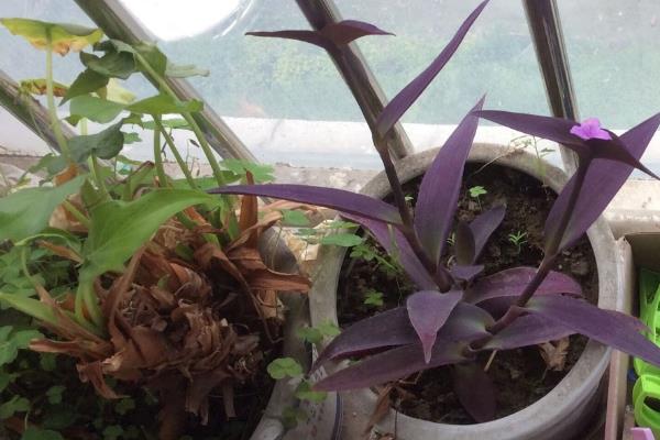 紫鸭跖草怎么养殖,冬季要让盆土保持干燥