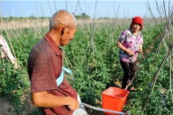 西红柿青皮怎么办，增施有机肥是避免出现青皮果的重要措施
