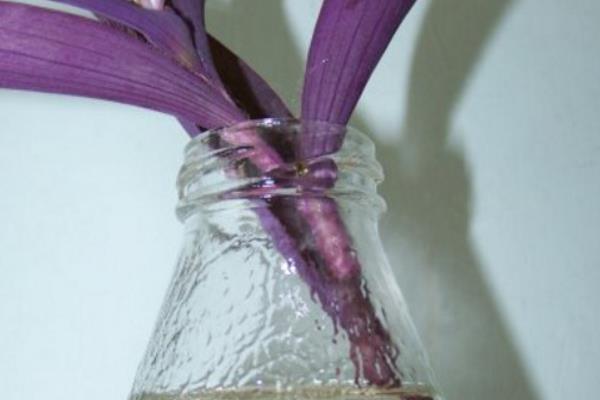 紫鸭跖草怎么养殖,冬季要让盆土保持干燥