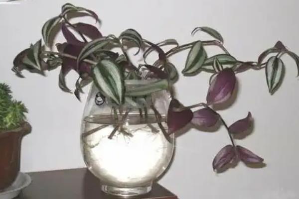 紫鸭跖草怎么养殖,冬季要让盆土保持干燥