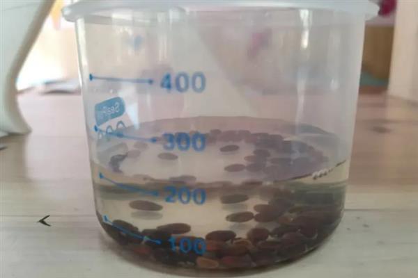 西瓜种子怎么催芽，浸种时确保清水没过种子表面