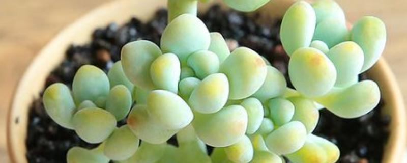 天使之泪的养殖方法，提供足够的光照能让株型更美观