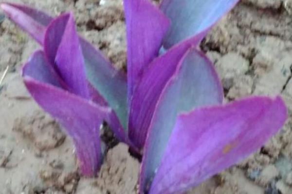 紫鸭跖草怎么养殖,冬季要让盆土保持干燥