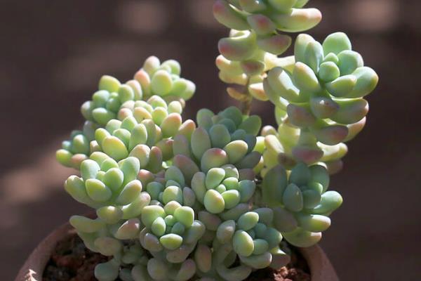 天使之泪的养殖方法,提供足够的光照能让株型更美观