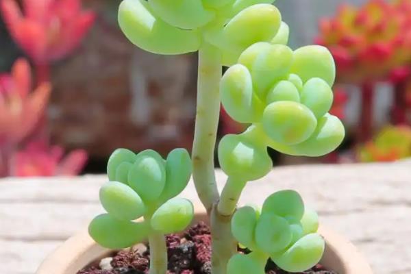 天使之泪的养殖方法,提供足够的光照能让株型更美观