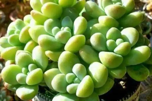 天使之泪的养殖方法,提供足够的光照能让株型更美观