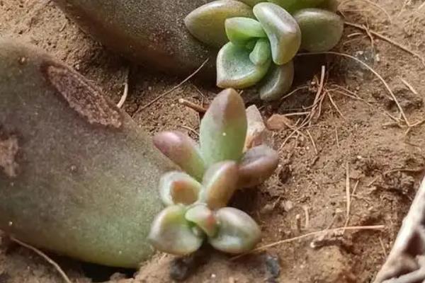 天使之泪的养殖方法,提供足够的光照能让株型更美观