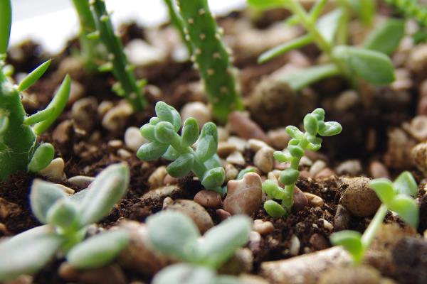 天使之泪的养殖方法,提供足够的光照能让株型更美观