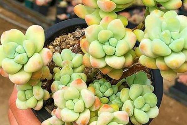 天使之泪的养殖方法,提供足够的光照能让株型更美观