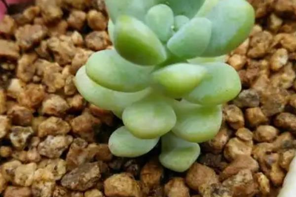 天使之泪的养殖方法,提供足够的光照能让株型更美观