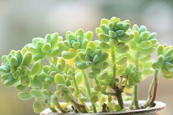 天使之泪的养殖方法,提供足够的光照能让株型更美观