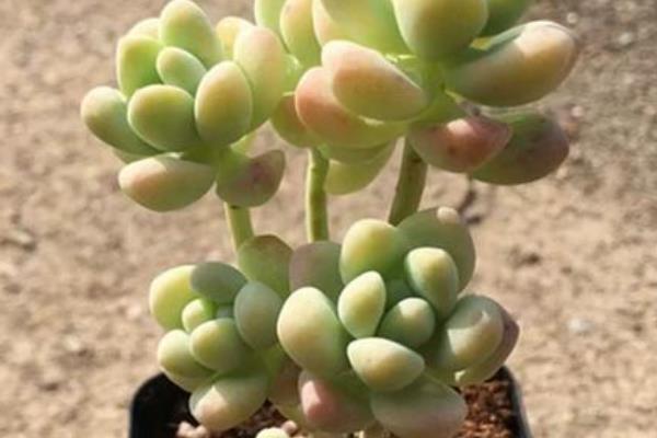 天使之泪的养殖方法,提供足够的光照能让株型更美观