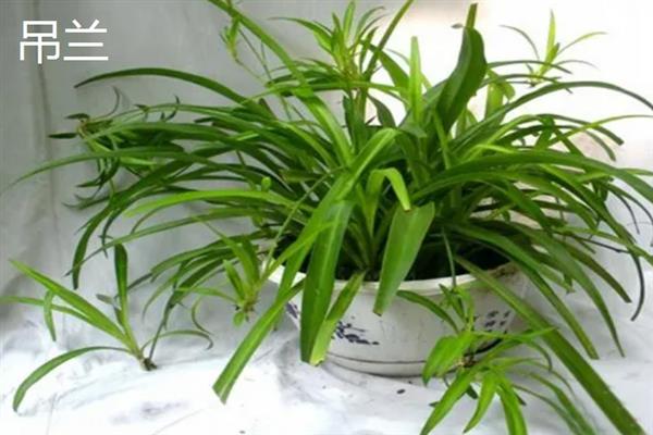 在室内养什么植物可以净化空气，常见吊兰、芦荟、常春藤等品种
