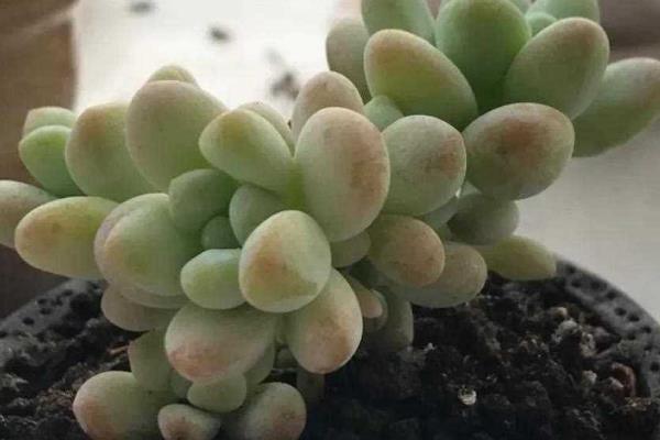 天使之泪的养殖方法,提供足够的光照能让株型更美观