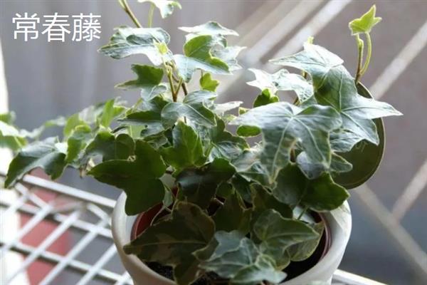 在室内养什么植物可以净化空气，常见吊兰、芦荟、常春藤等品种