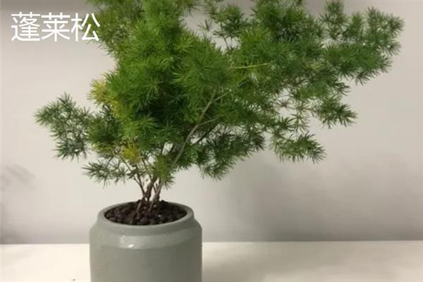 在室内养什么植物可以净化空气，常见吊兰、芦荟、常春藤等品种