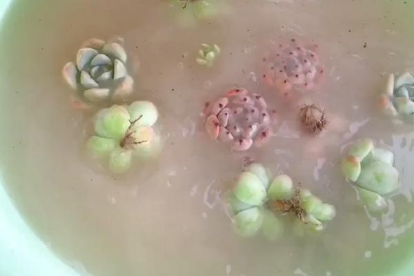 使用多菌灵要注意什么，蔬菜收获前5天需停用
