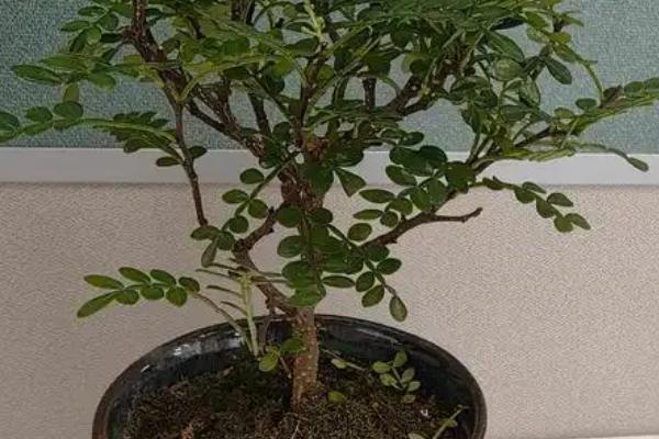如何养殖小叶赤楠熟桩，经过修剪消毒后再把根部埋入土壤中固定