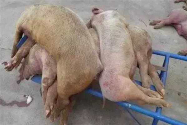 猪高热病怎么传播，蚊蝇吸血、机械带毒、病猪及其产品均是传染源