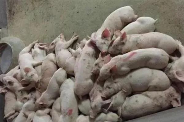 猪高热病怎么传播，蚊蝇吸血、机械带毒、病猪及其产品均是传染源