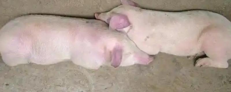 猪高热病怎么传播，蚊蝇吸血、机械带毒、病猪及其产品均是传染源