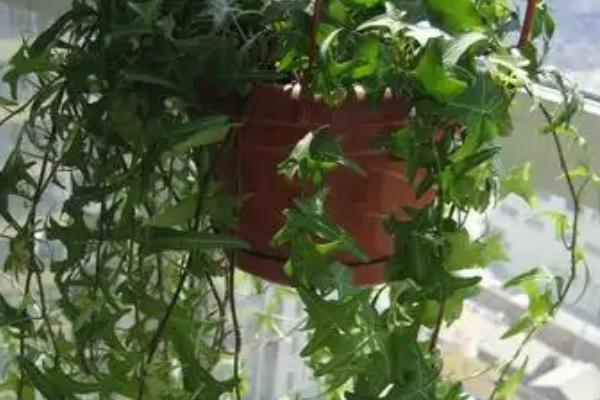 常春藤能不能在卧室内养殖，养在卧室中可以起到装饰环境、净化空气等作用