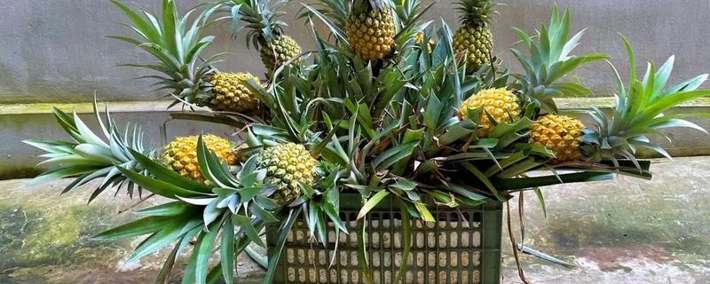 冬季如何养护菠萝盆栽，应将室温控制在18℃以上