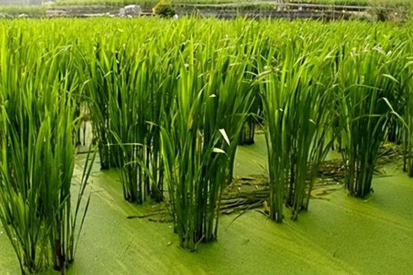 怎么种植茭白，按照70-80厘米的行距去定植