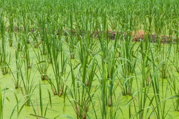 怎么种植茭白，按照70-80厘米的行距去定植
