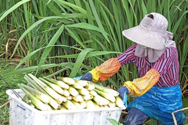 怎么种植茭白，按照70-80厘米的行距去定植