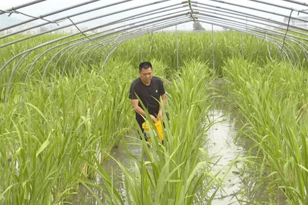 怎么种植茭白，按照70-80厘米的行距去定植