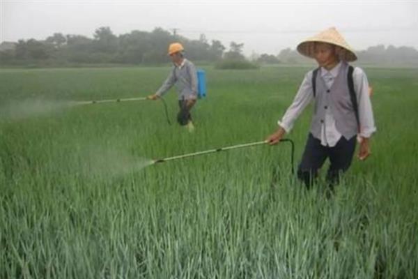 怎么种植茭白，按照70-80厘米的行距去定植