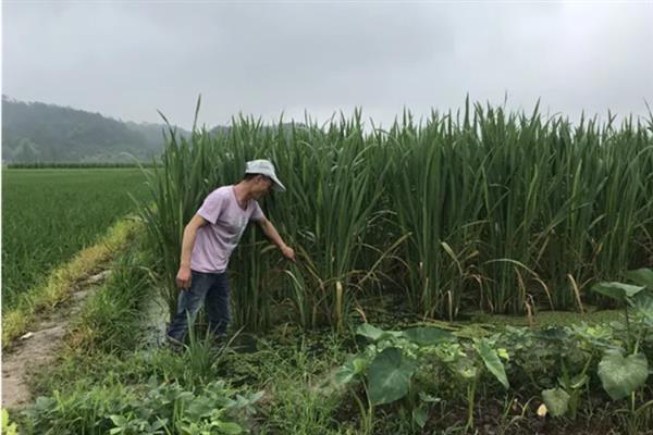 怎么种植茭白，按照70-80厘米的行距去定植