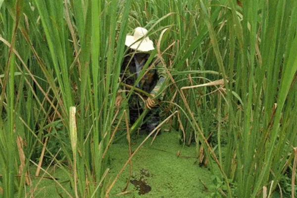 怎么种植茭白，按照70-80厘米的行距去定植