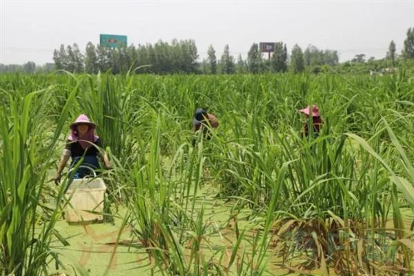 怎么种植茭白，按照70-80厘米的行距去定植