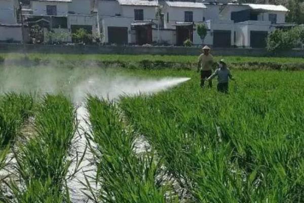 怎么种植茭白，按照70-80厘米的行距去定植