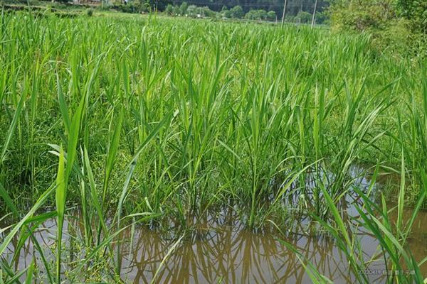 怎么种植茭白，按照70-80厘米的行距去定植