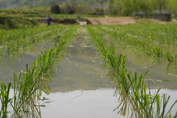 怎么种植茭白，按照70-80厘米的行距去定植