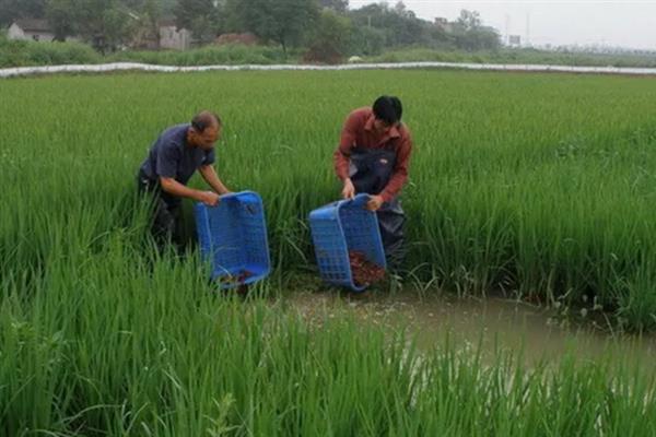 怎么种植茭白，按照70-80厘米的行距去定植
