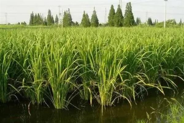 怎么种植茭白，按照70-80厘米的行距去定植