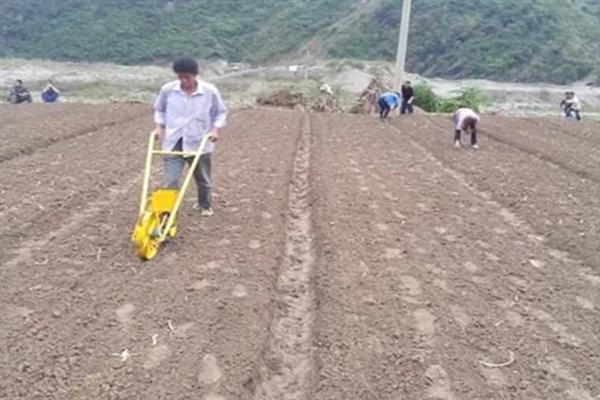 怎么种植茭白，按照70-80厘米的行距去定植